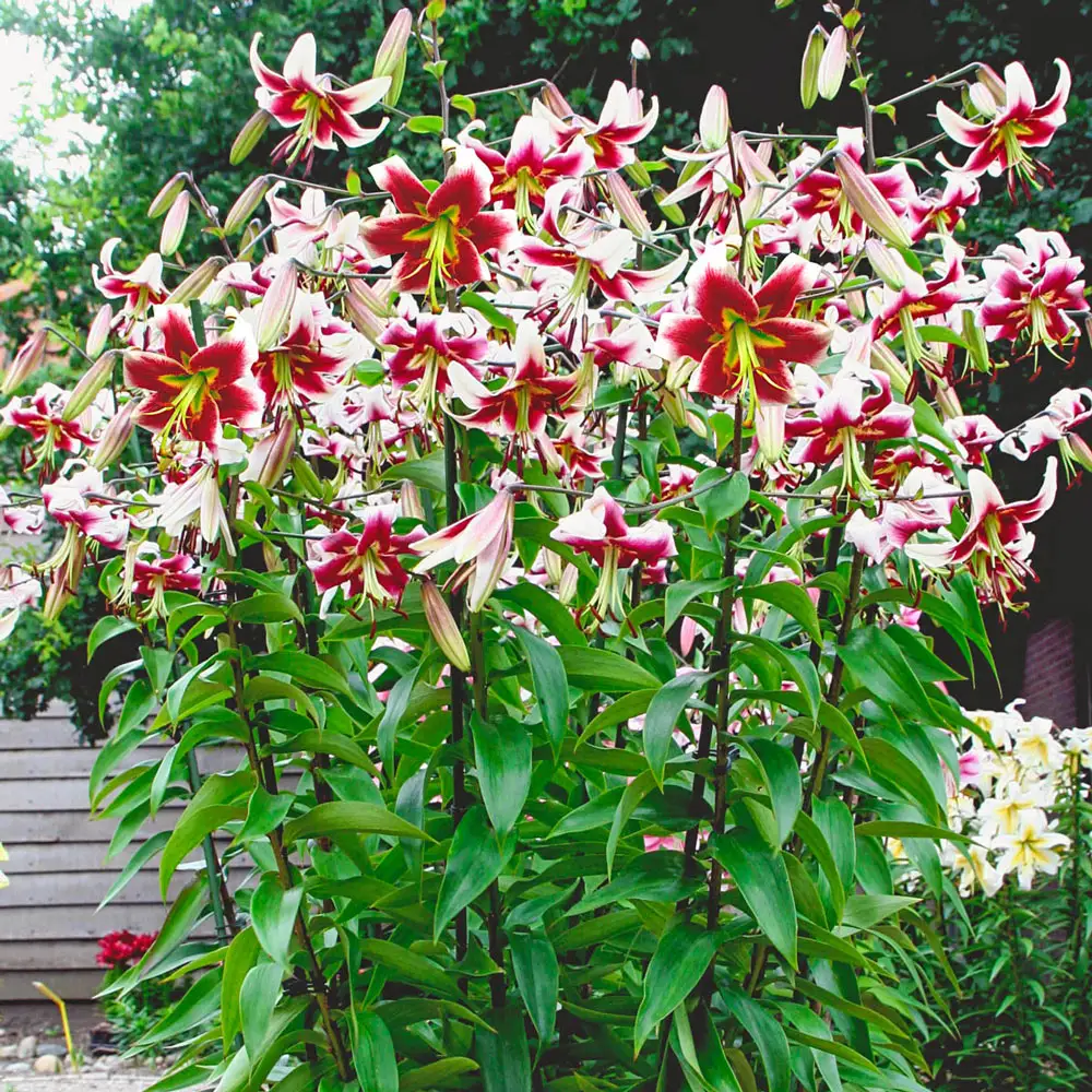 Giant Hybrid Lily Leslie Woodriff - Image 2
