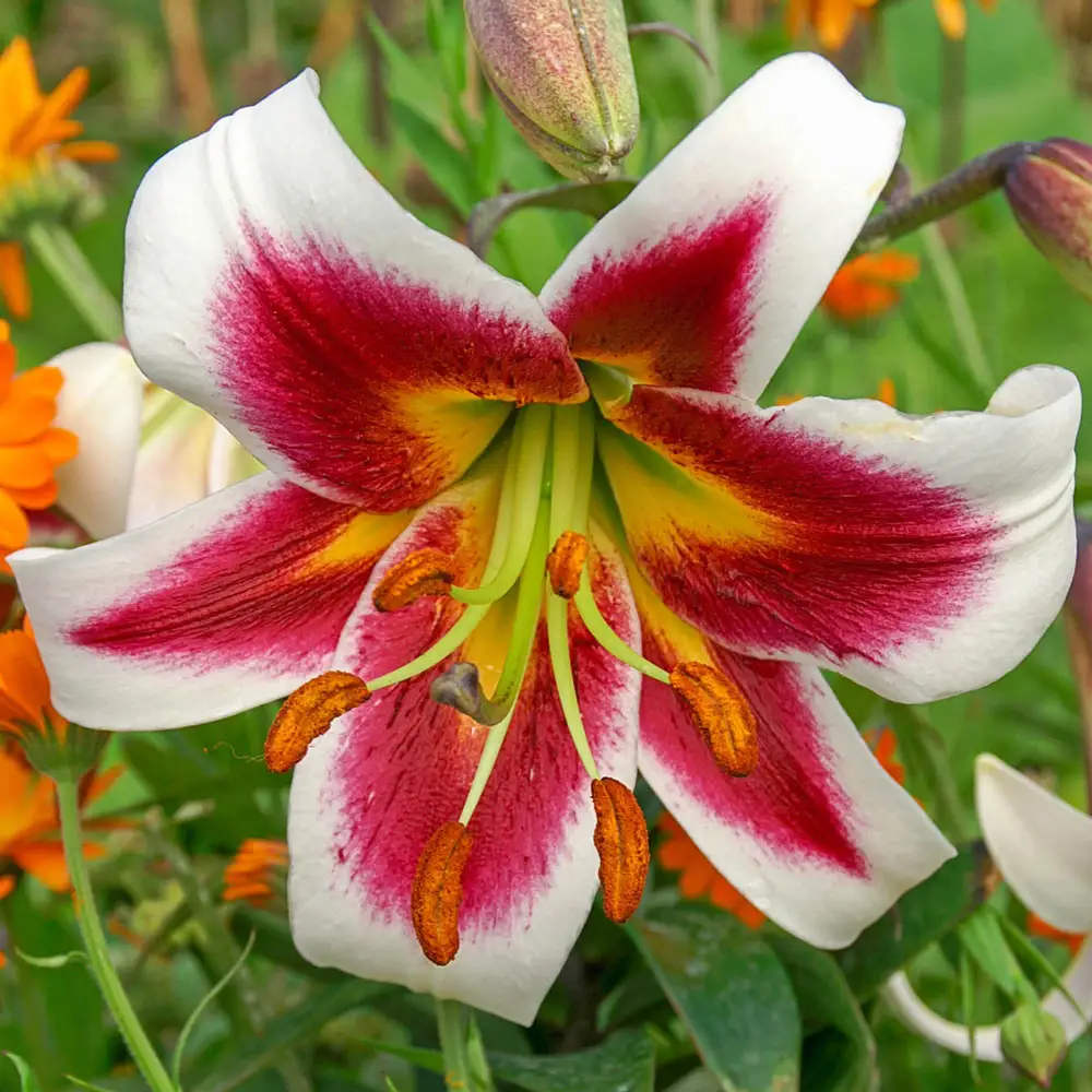 Giant Hybrid Lily Leslie Woodriff - Image 3