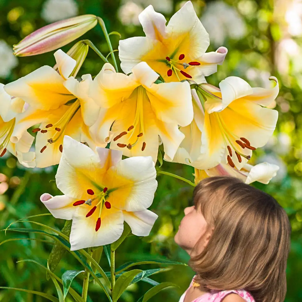 Giant Hybrid Lily Miss Peculiar