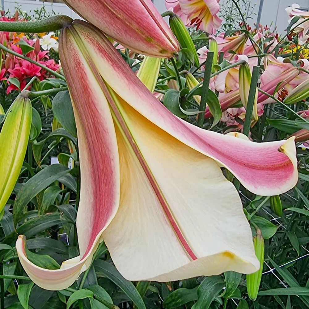 Giant Hybrid Lily Miss Peculiar - Image 2