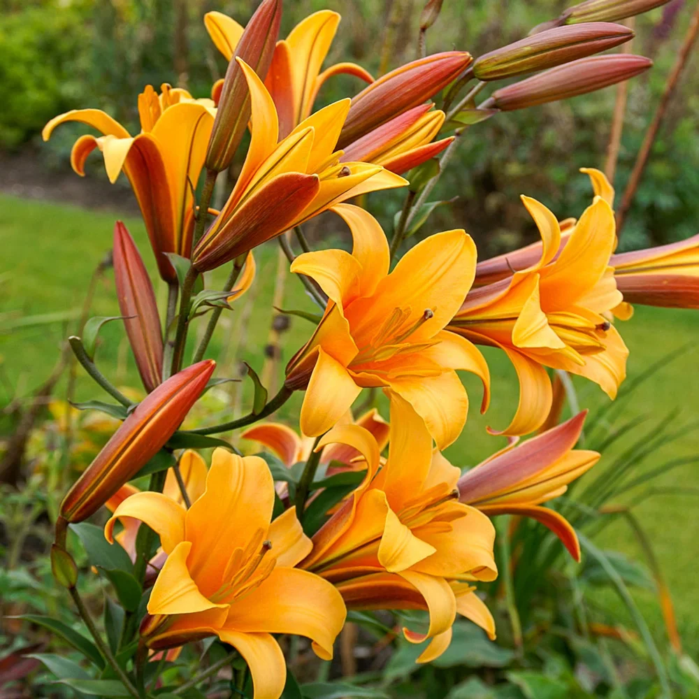Giant Hybrid Lily Orange Planet