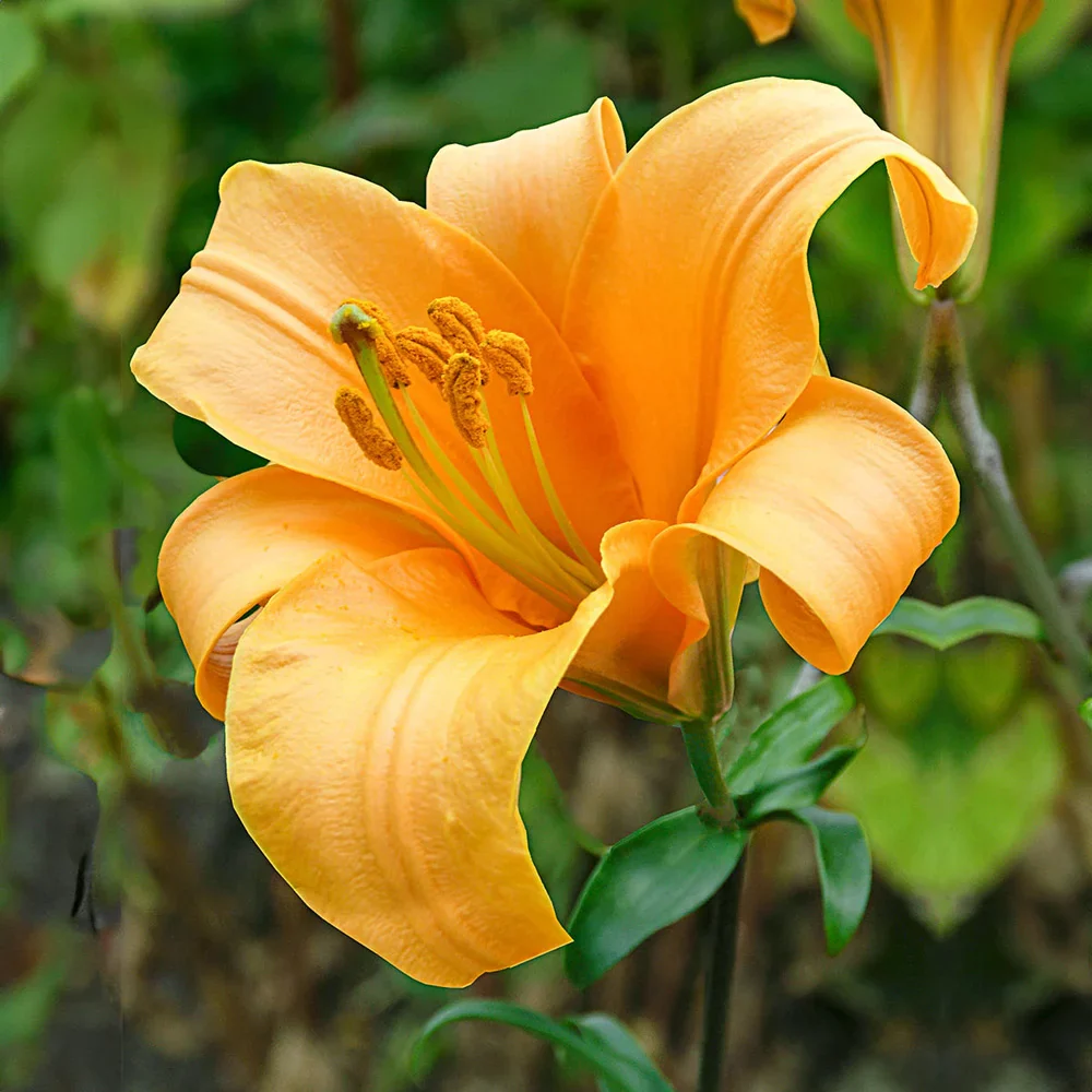 Giant Hybrid Lily Orange Planet - Image 2