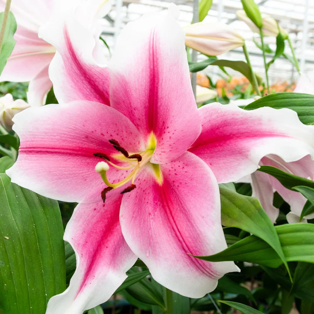 Giant Hybrid Lily Pink Brilliant - Image 2