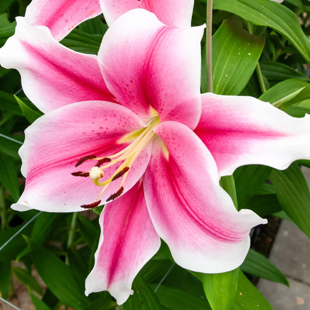 Giant Hybrid Lily Pink Brilliant - Image 3
