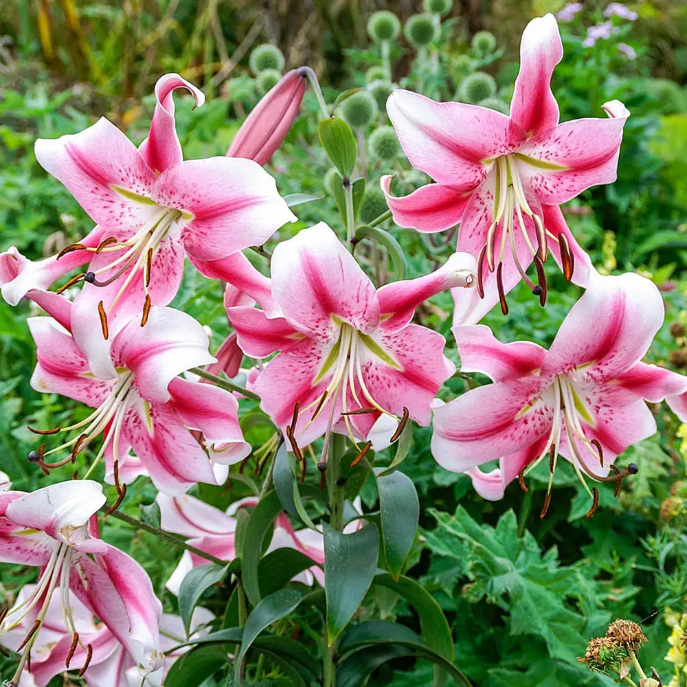 Giant Orienpet Lily Anastasia