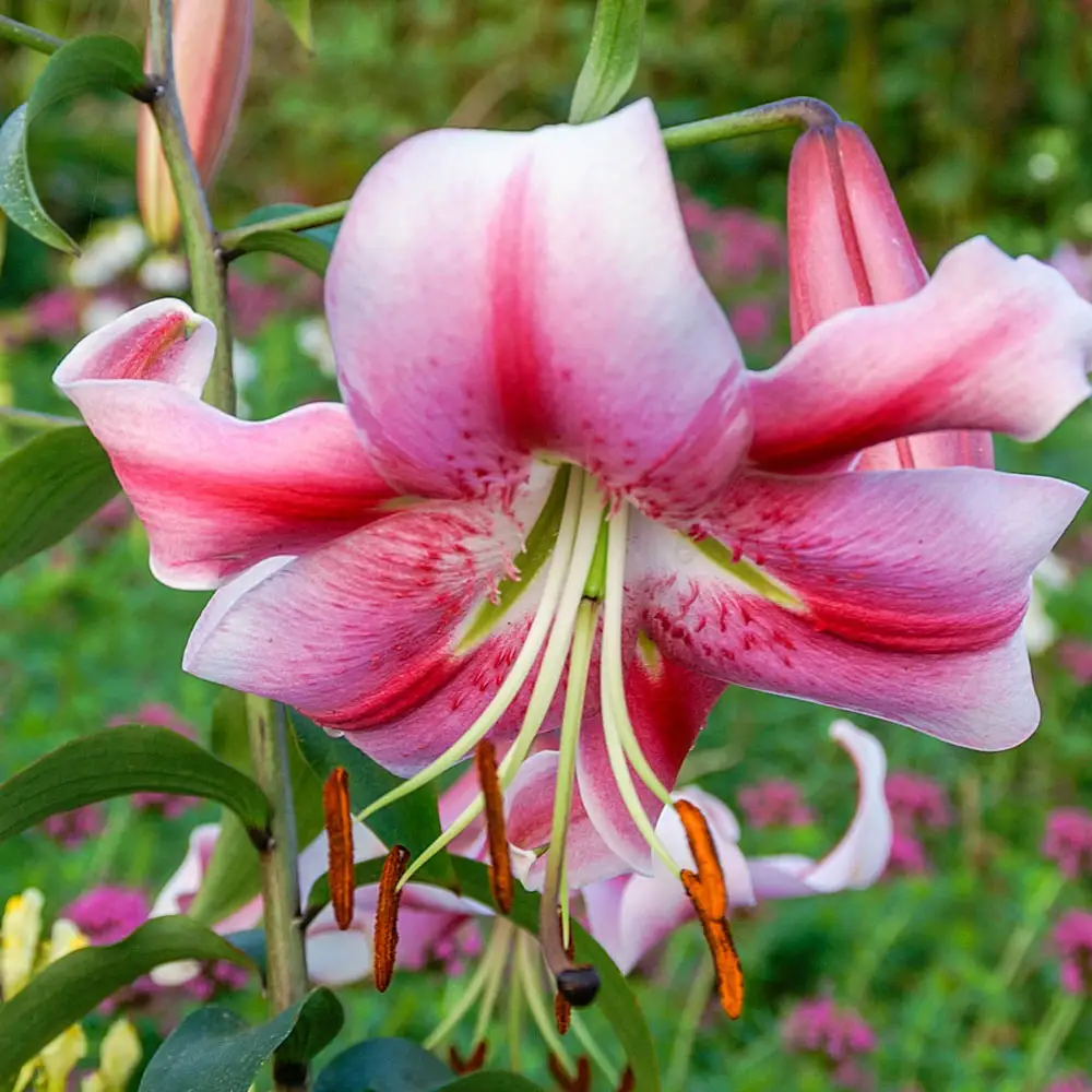 Giant Orienpet Lily Anastasia - Image 2