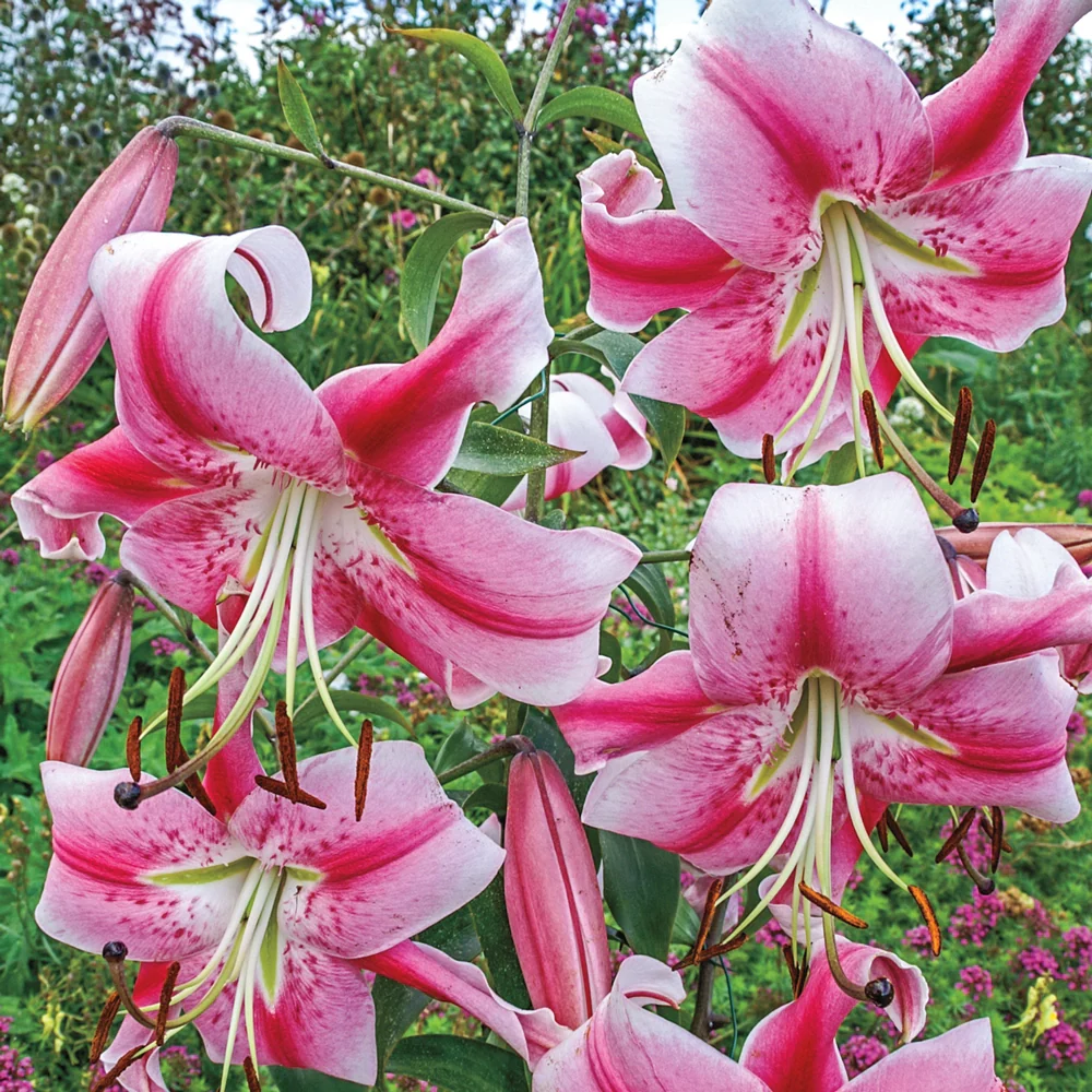 Giant Orienpet Lily Anastasia - Image 3