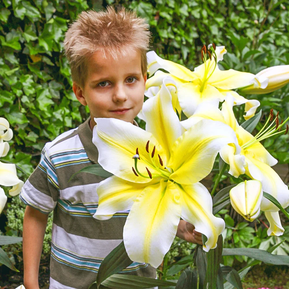 Giant Orienpet Lily Conca d'Or