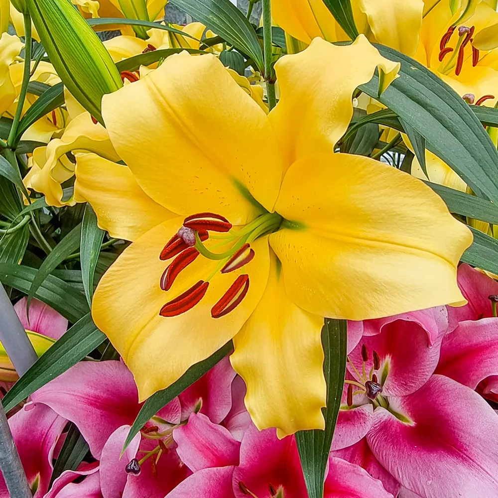 Giant Orienpet Lily Corcovado - Image 2