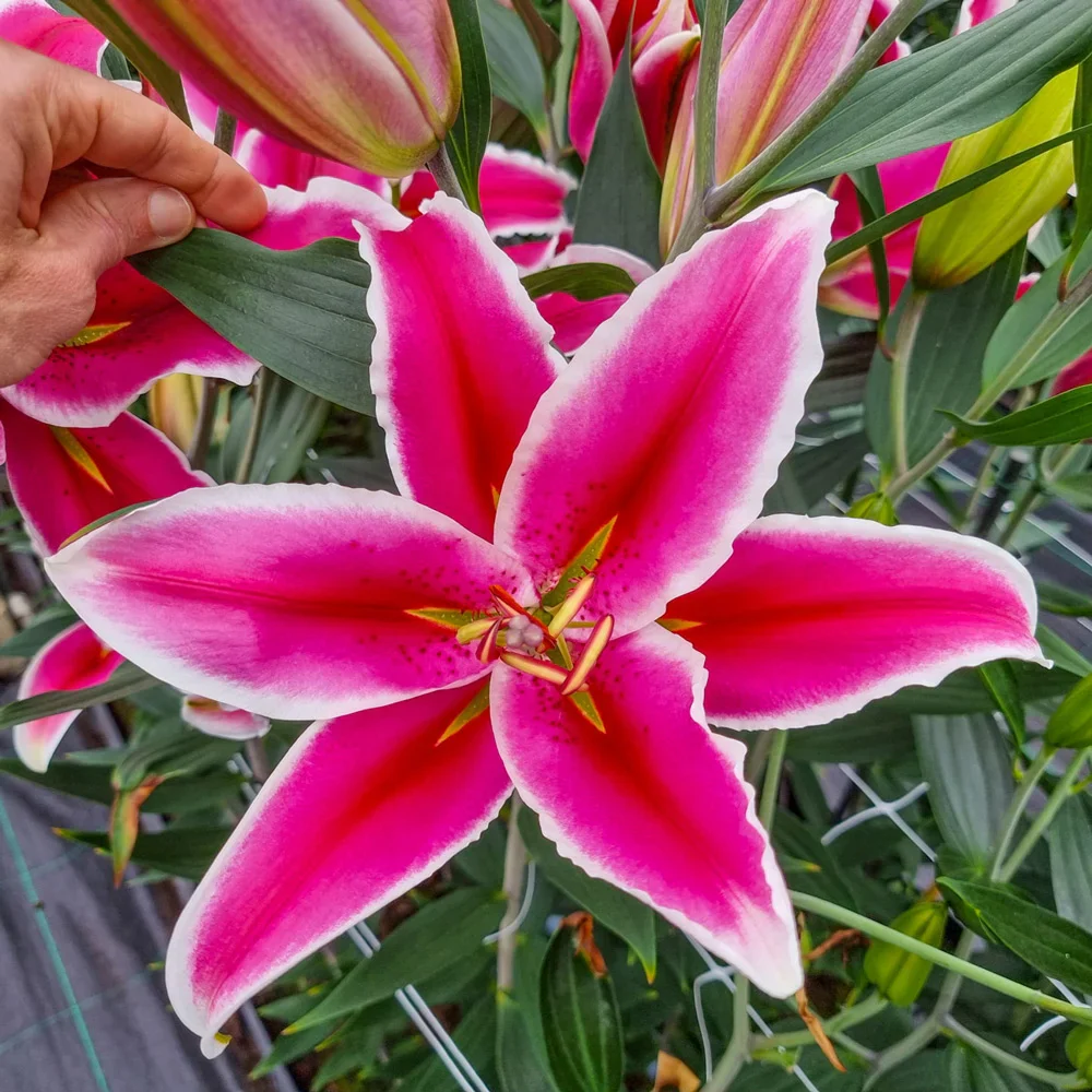 Giant Orienpet Lily Hachi