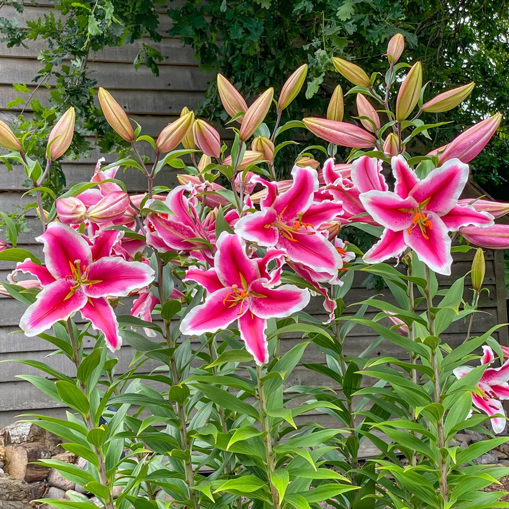 Giant Orienpet Lily Hachi - Image 2