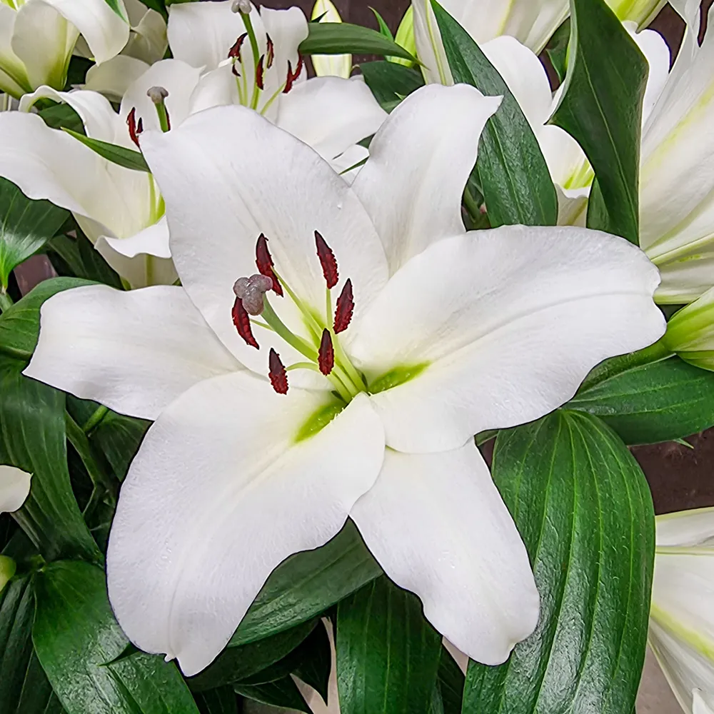 Giant Orienpet Lily Monte Bianco - Image 2