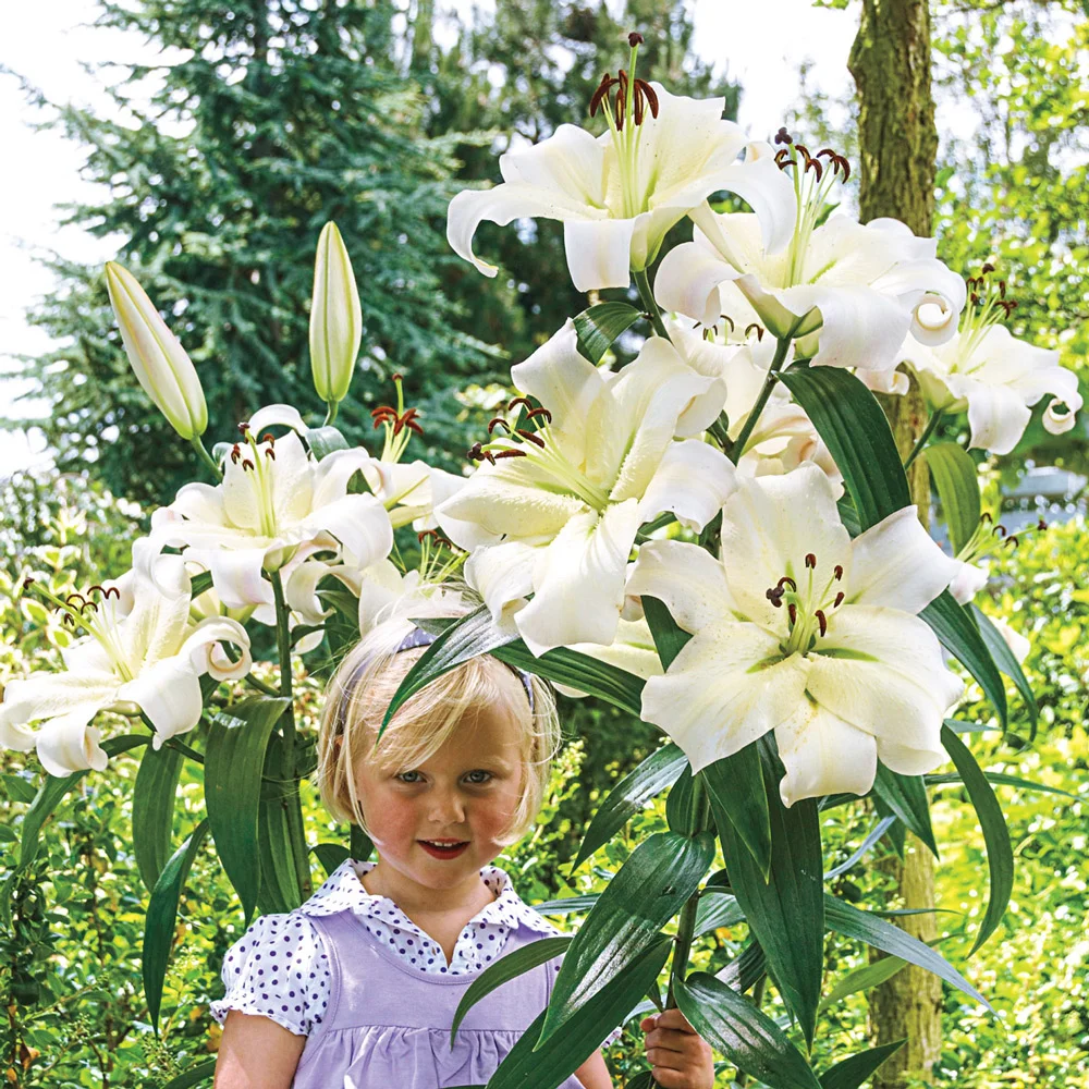 Giant Orienpet Lily Pretty Woman - Image 2