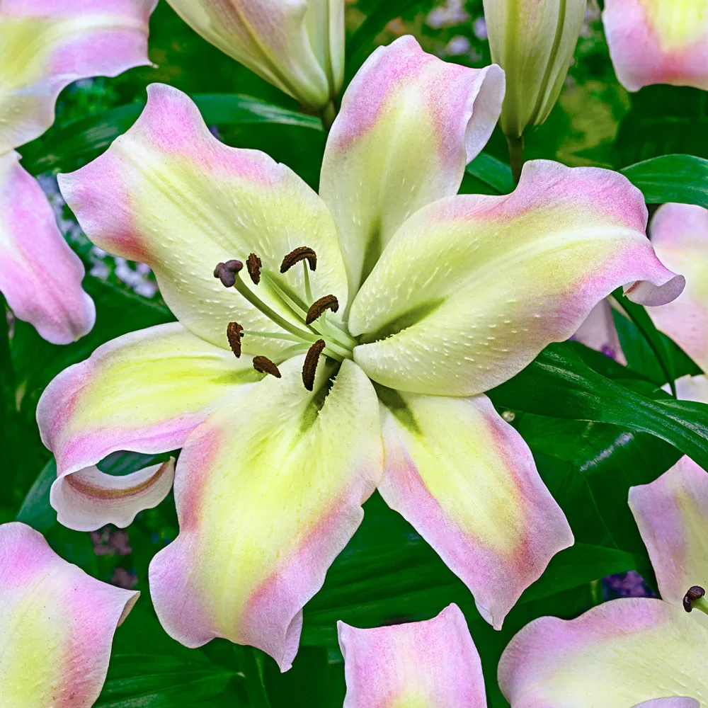 Giant Orienpet Lily Pretty Woman - Image 3