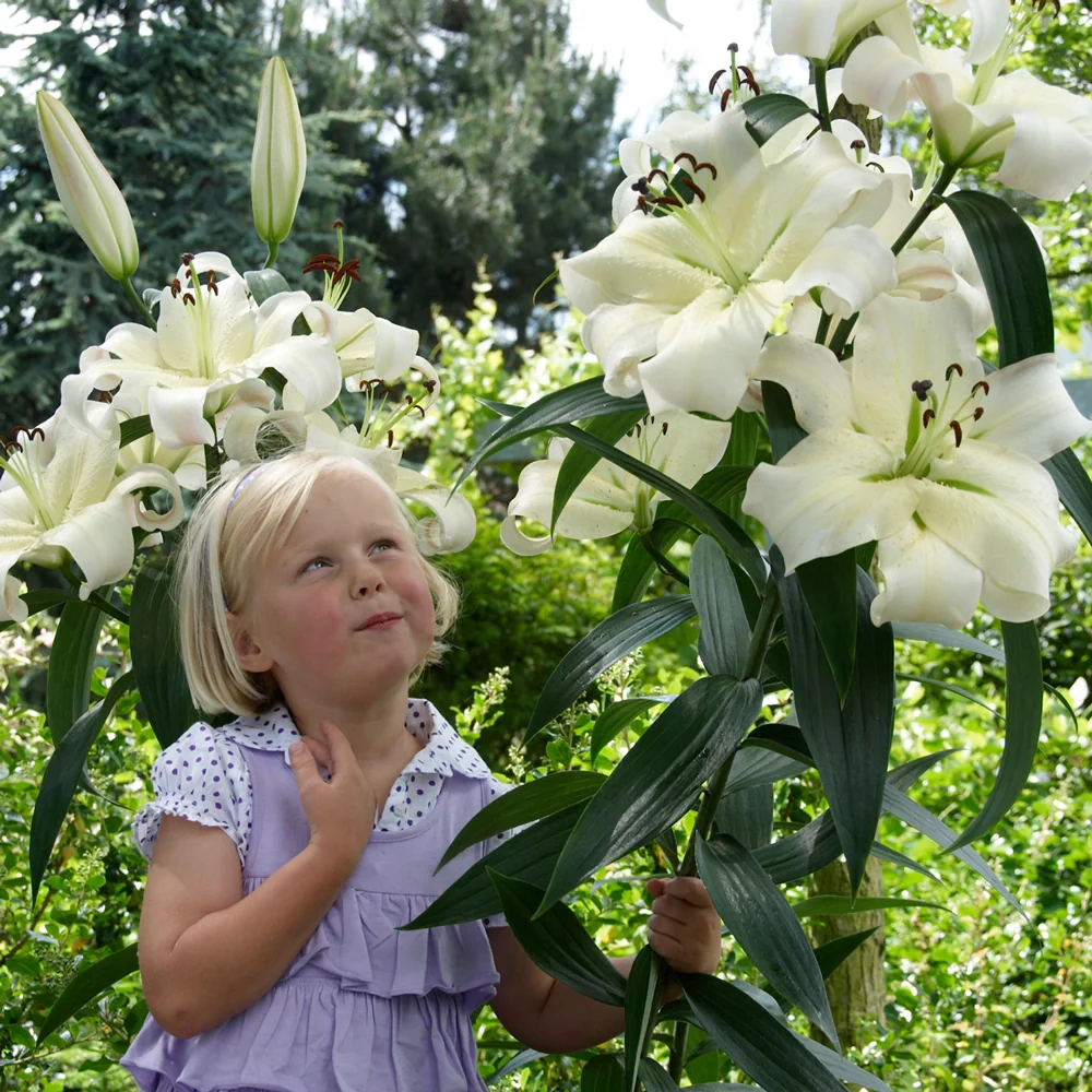 Giant Orienpet Lily Pretty Woman - Image 4