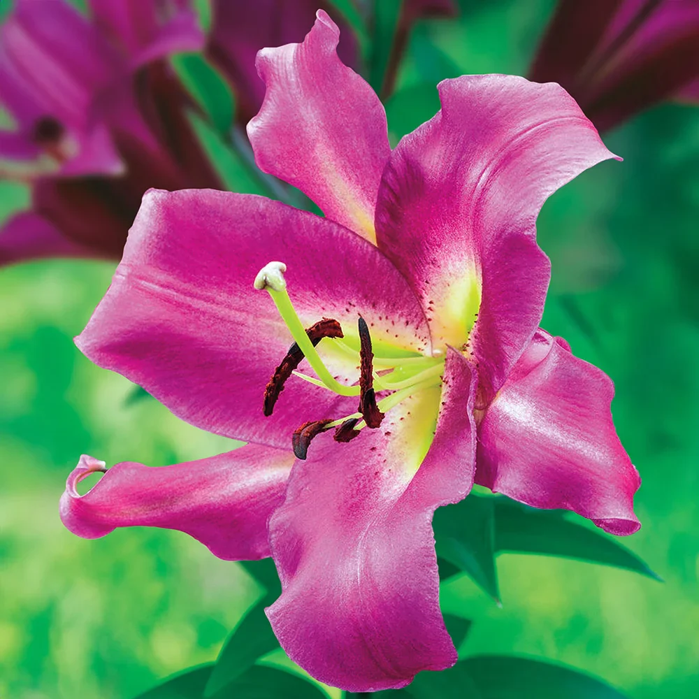 Giant Orienpet Lily Purple Lady