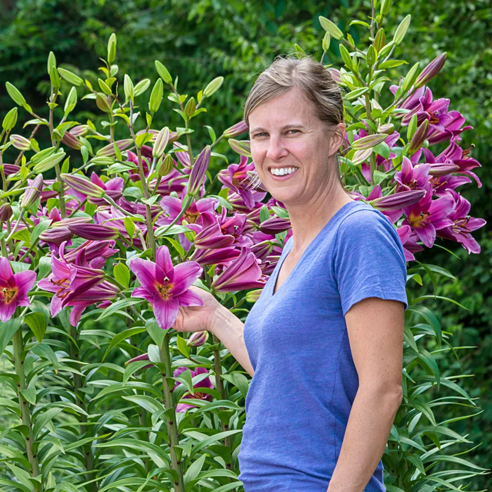 Giant Orienpet Lily Purple Lady - Image 2