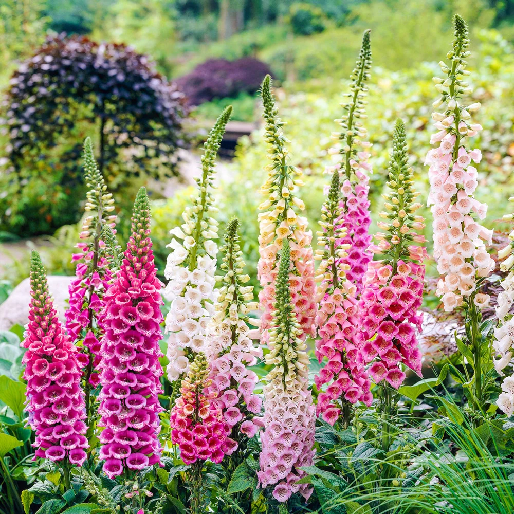 Digitalis Purpurea Giant Shirley - Image 2
