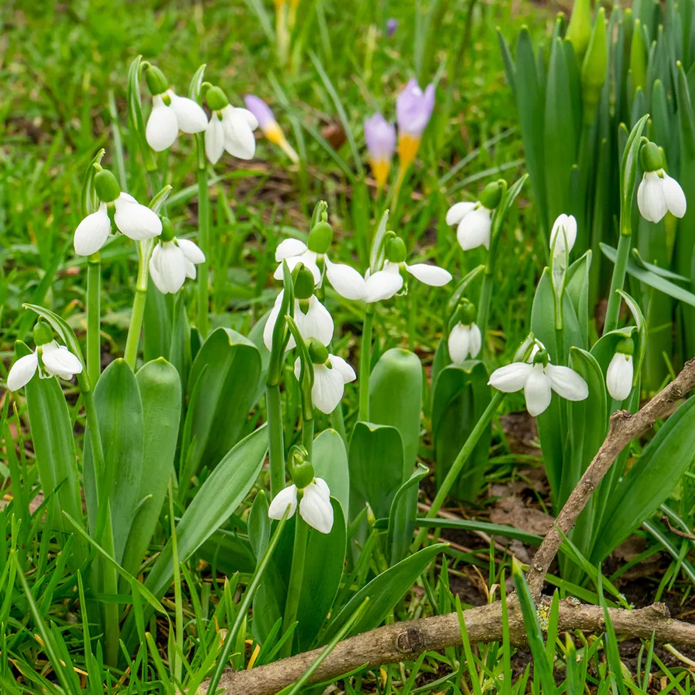 Giant Snowdrop Beluga