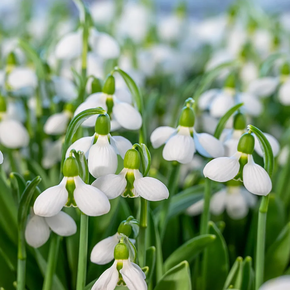 Giant Snowdrop Beluga - Image 2