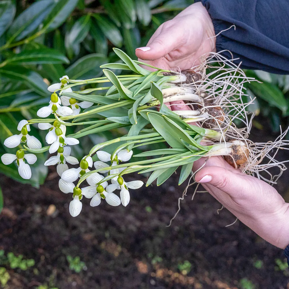 Giant Snowdrop Beluga - Image 3
