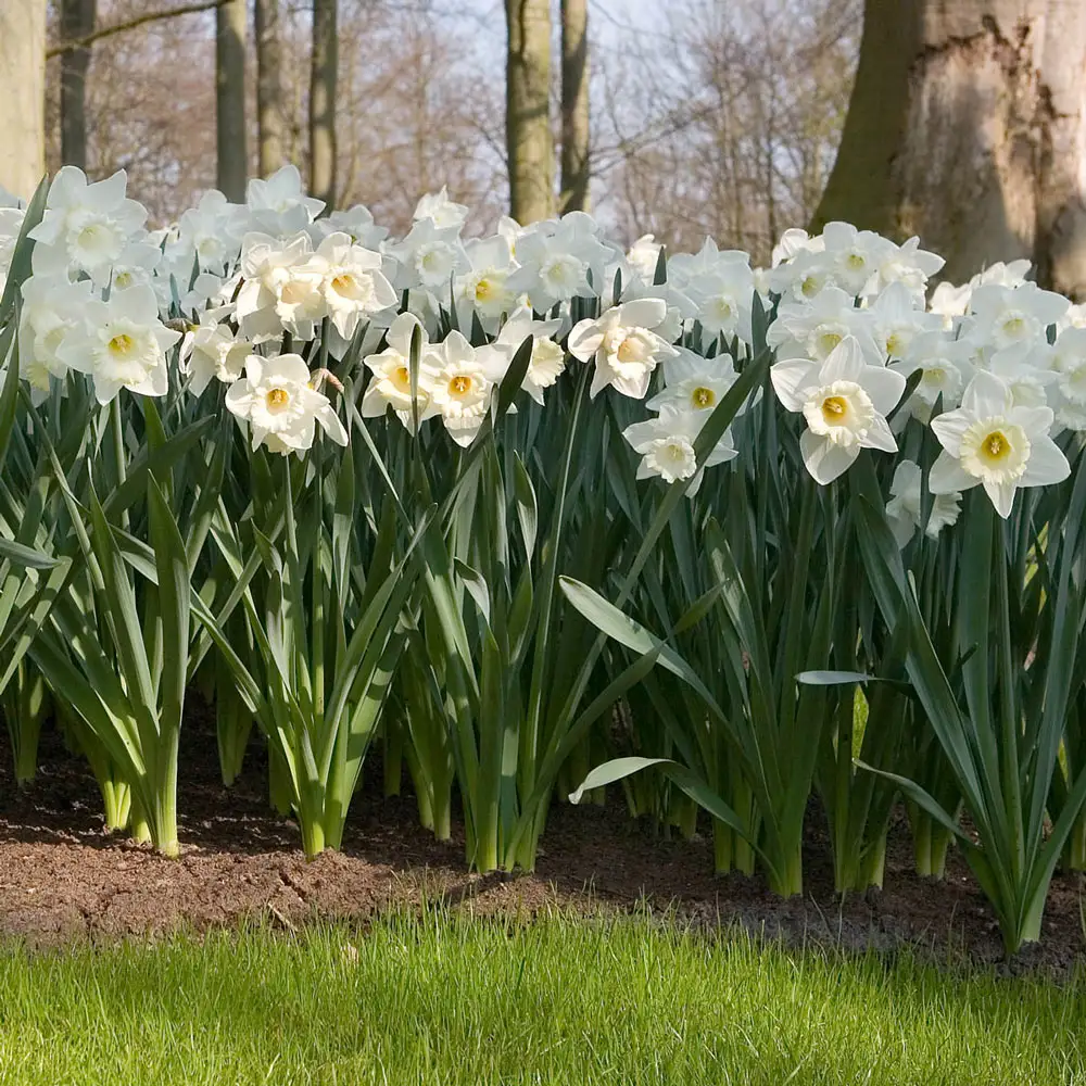 Giant White Daffodils for Naturalizing in growers bag