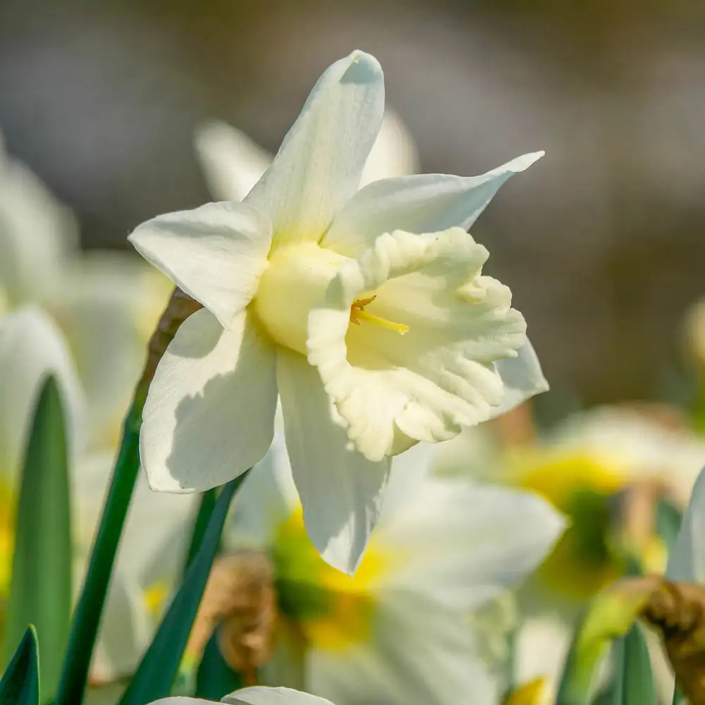 Giant White Daffodils for Naturalizing in growers bag - Image 2