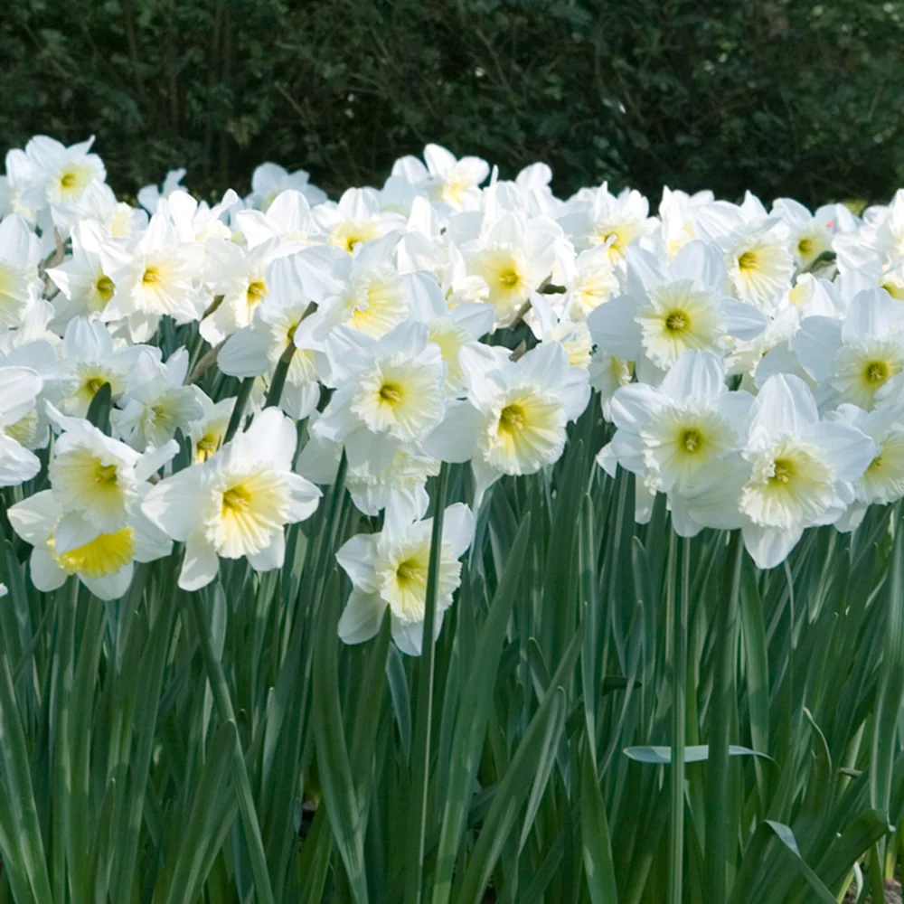Giant White Daffodils for Naturalizing in growers bag - Image 3
