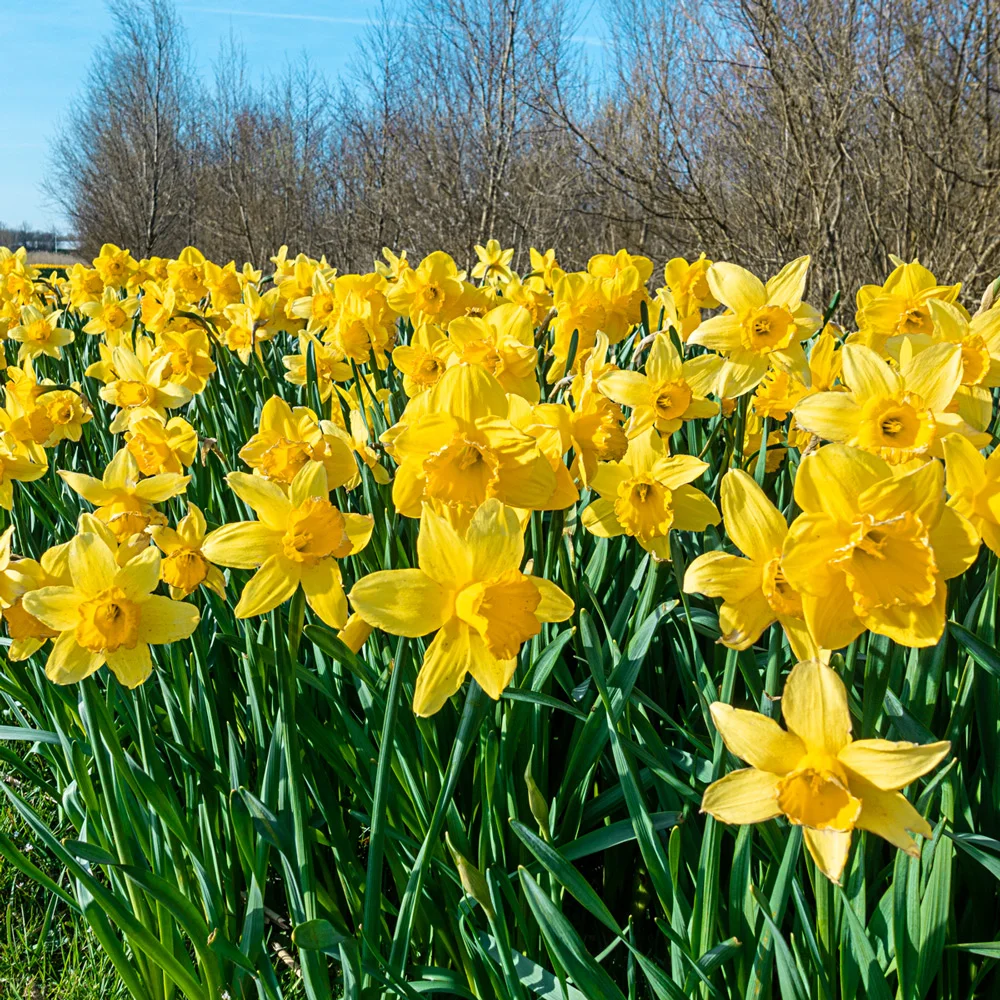 Giant Yellow Daffodils for Naturalizing in growers bag - Image 2