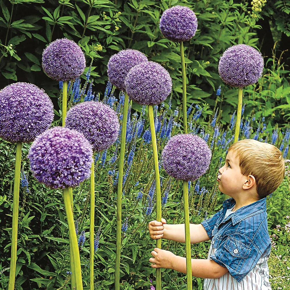 Allium Gladiator