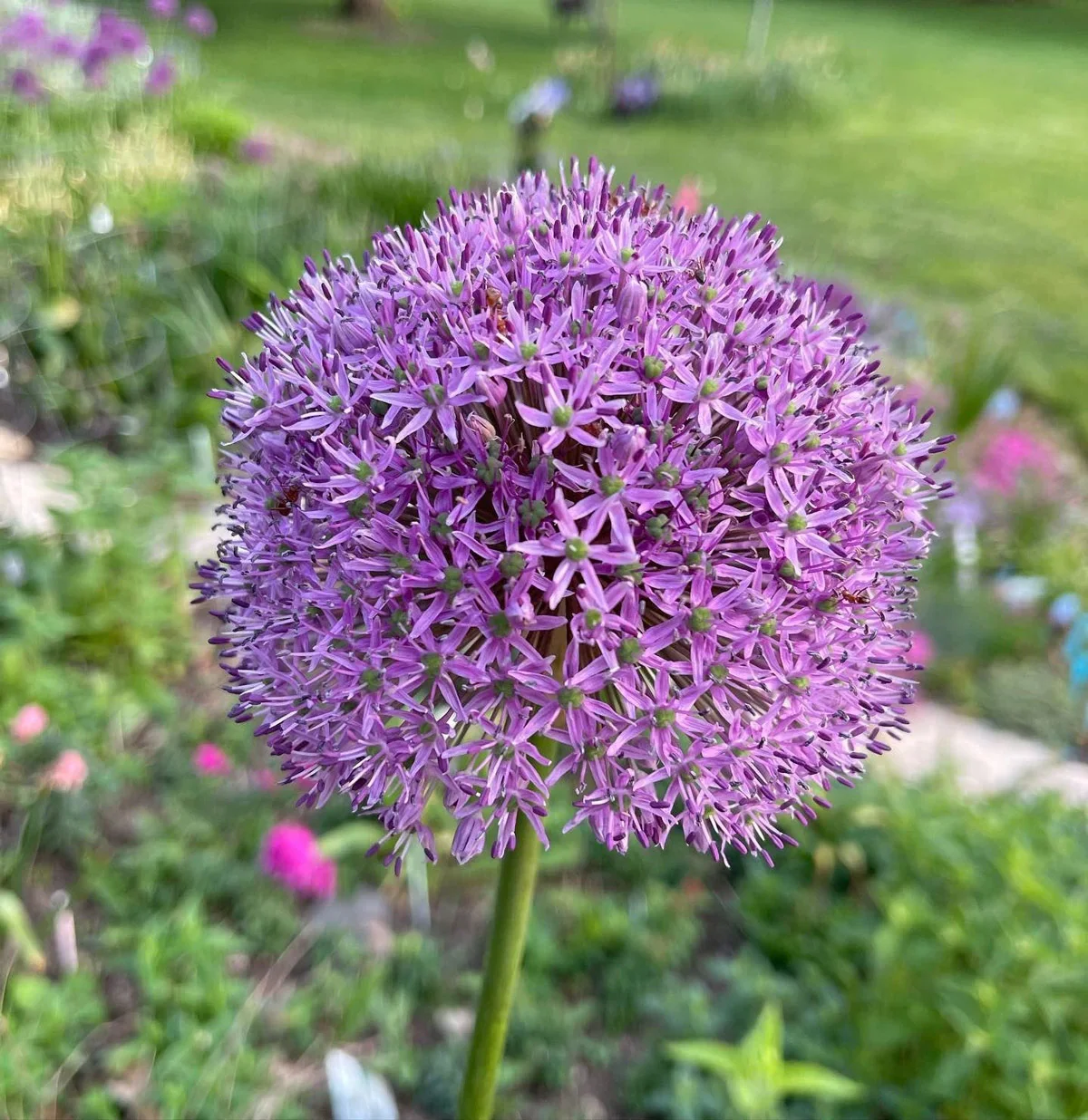 Allium Gladiator - Image 3