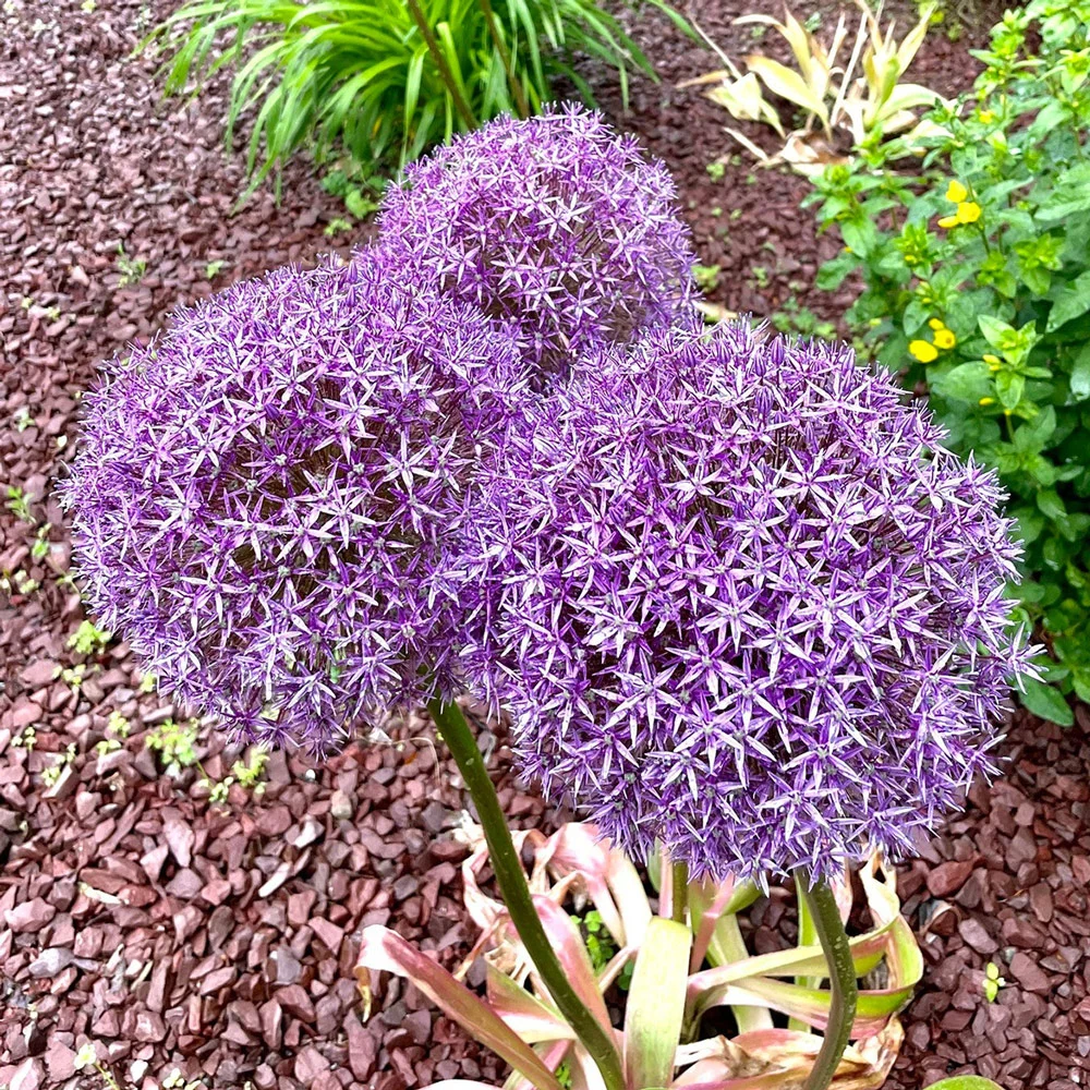 Allium Gladiator - Image 4