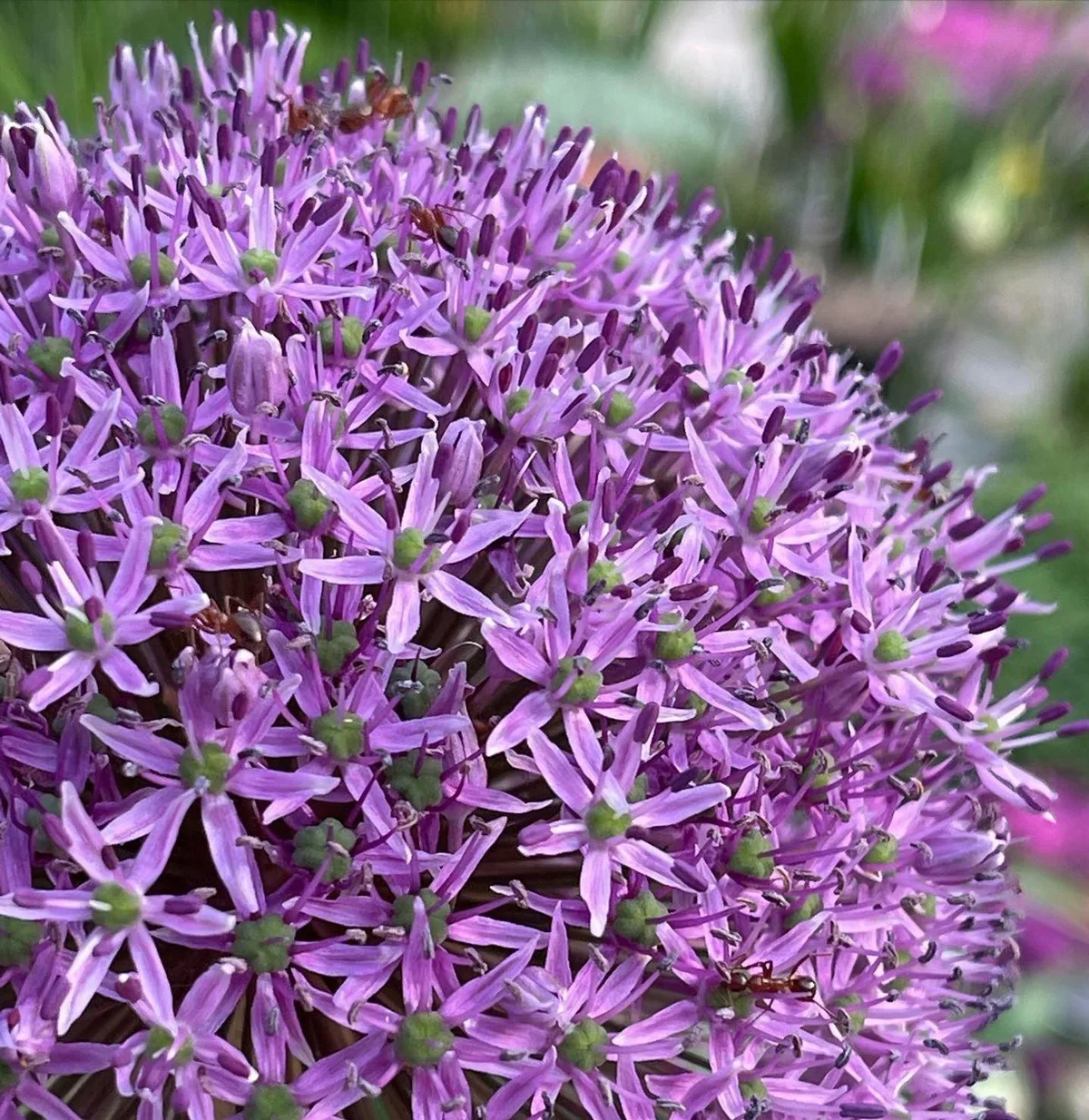 Allium Gladiator - Image 5