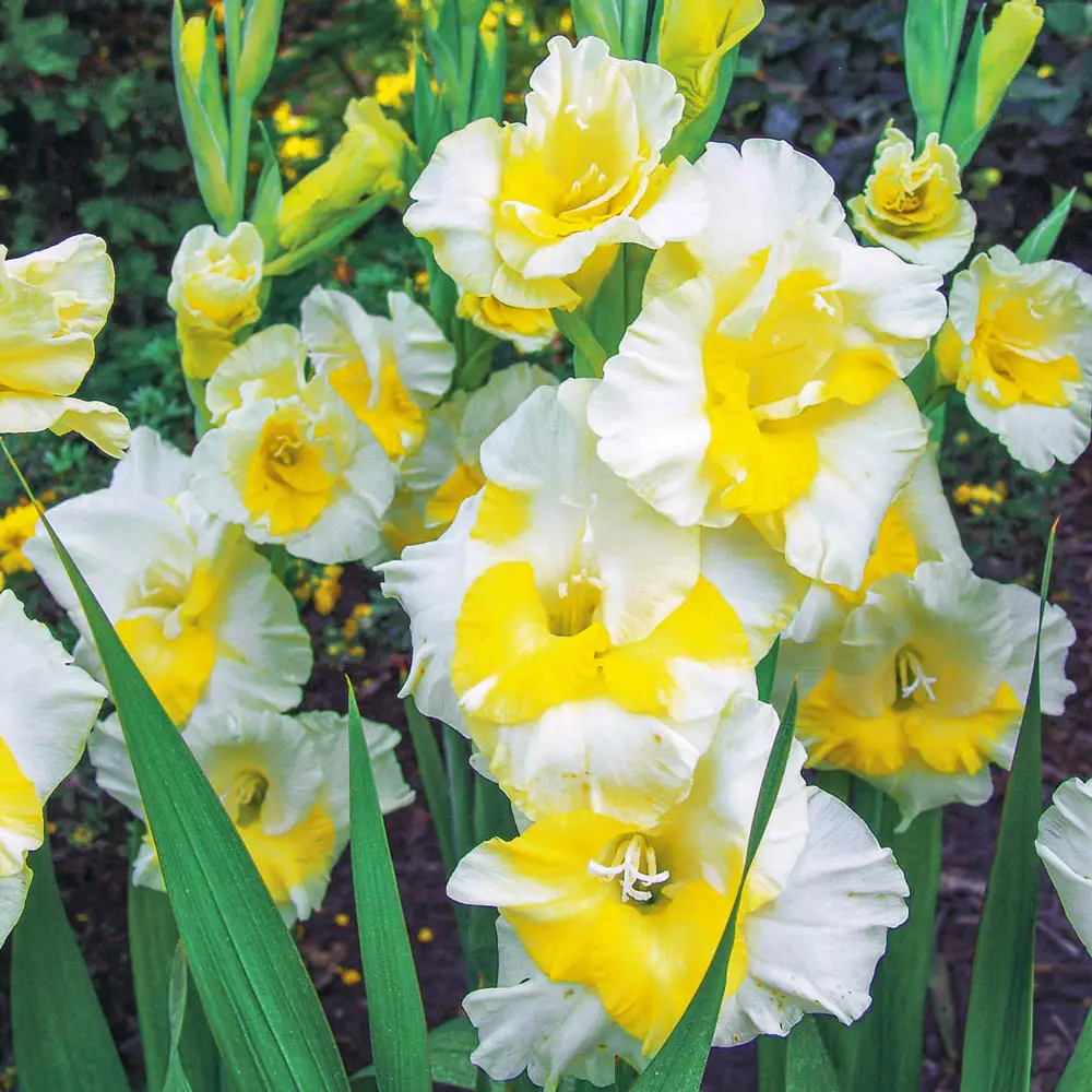 Gladiolus Buggy