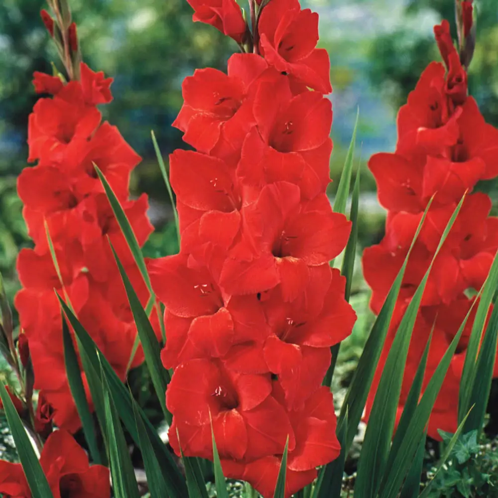 Gladiolus Bunga