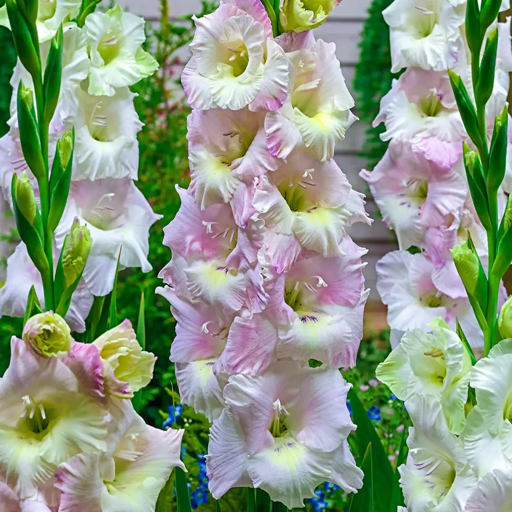 Gladiolus Candy Floss
