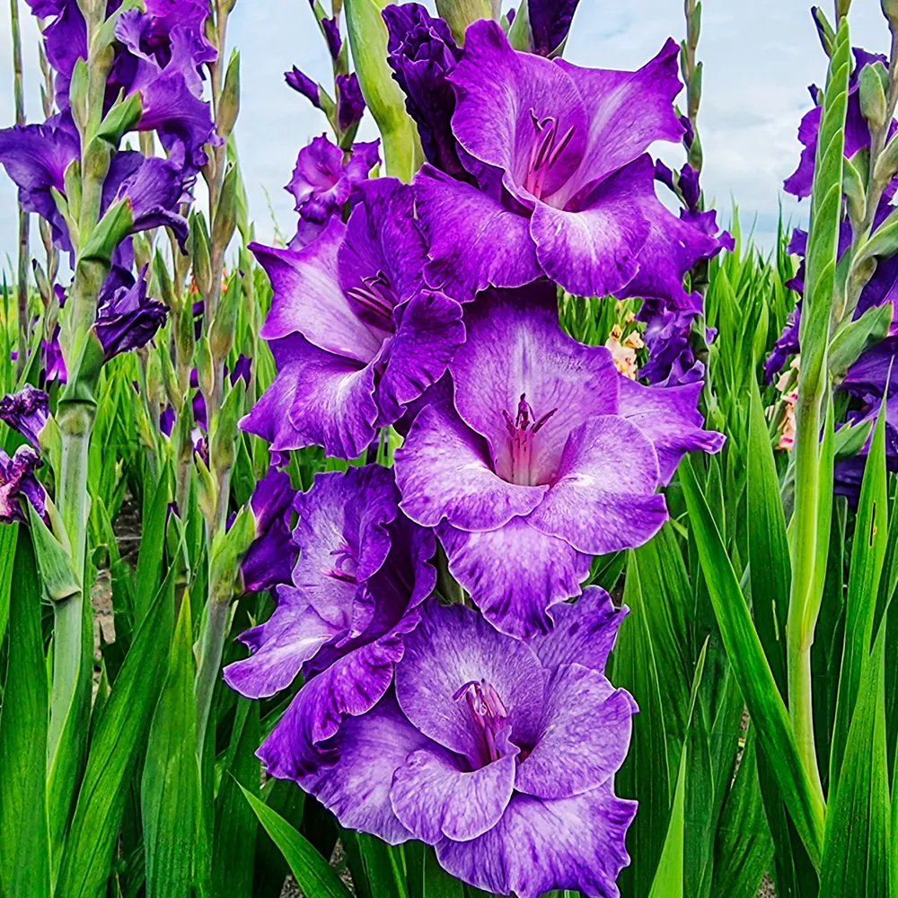Gladiolus Cookie