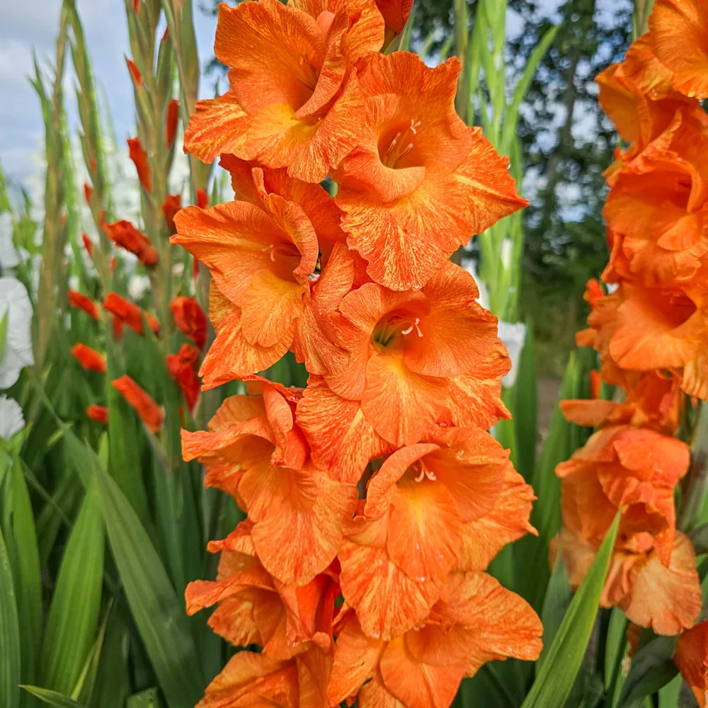 Gladiolus Fingerprint Orange - Image 2