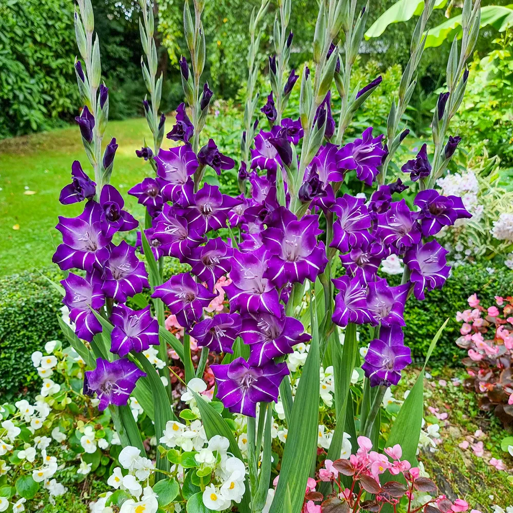 Gladiolus Hallowy
