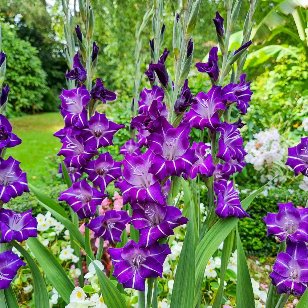 Gladiolus Hallowy - Image 2