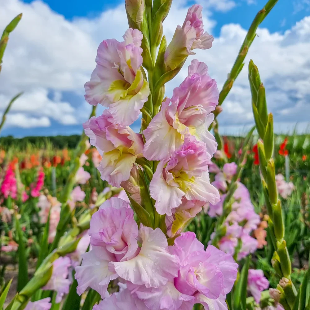 Gladiolus Magenta Princess - Image 2
