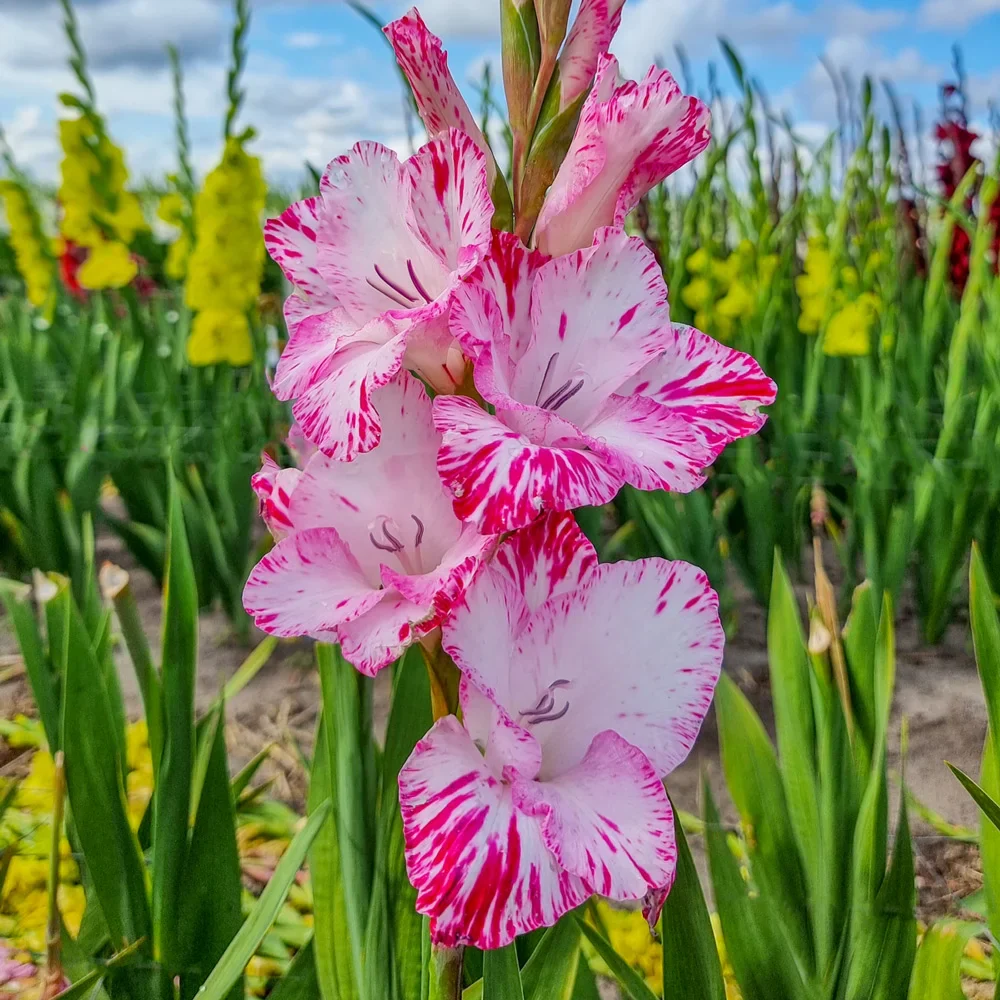 Gladiolus My Love - Image 3