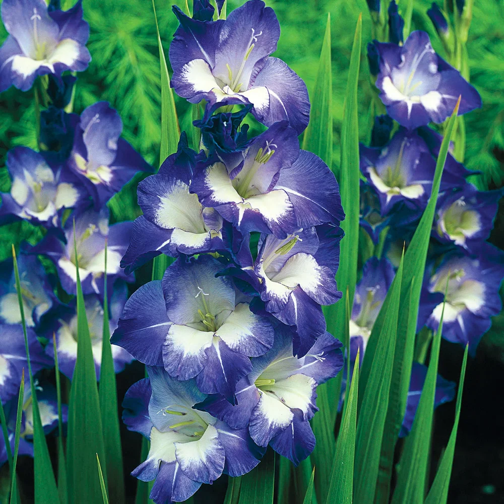 Gladiolus Nori