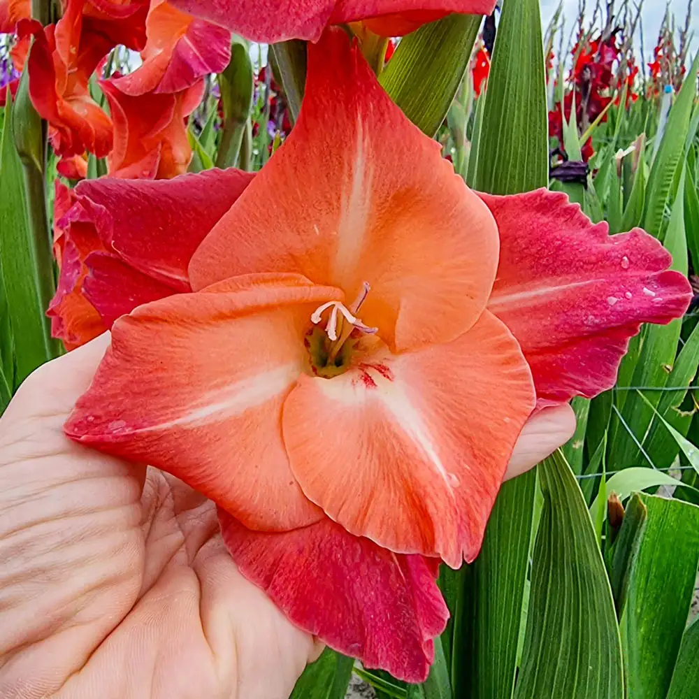 Gladiolus Ocaso - Image 3