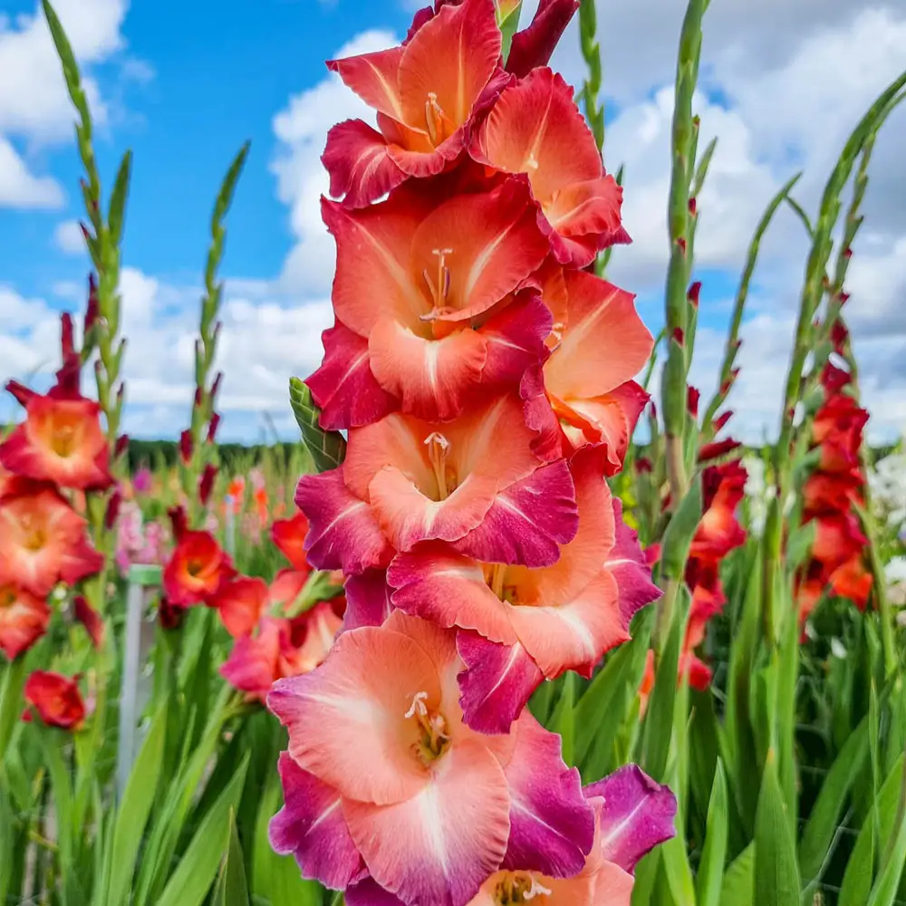 Gladiolus Ocaso - Image 4