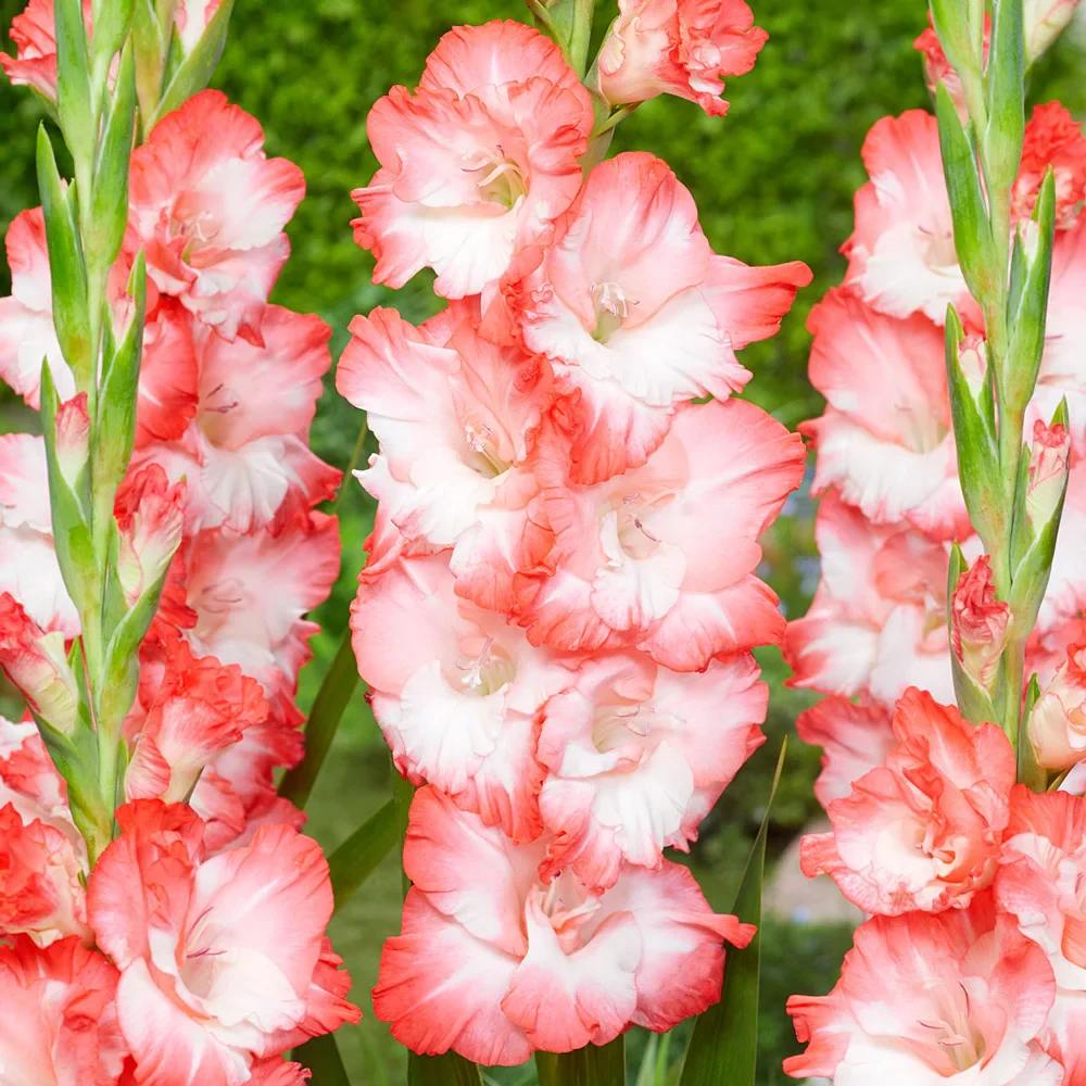 Gladiolus Pink Lady