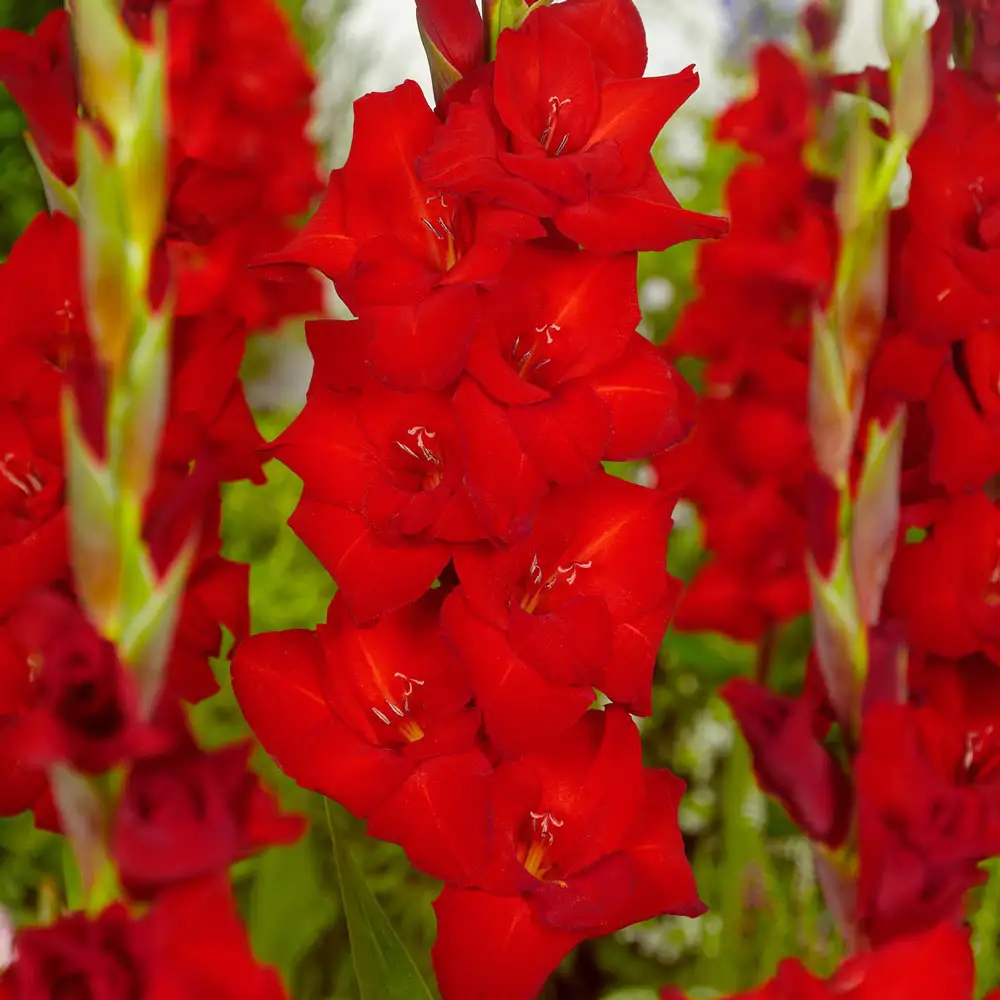 Gladiolus Red Balance