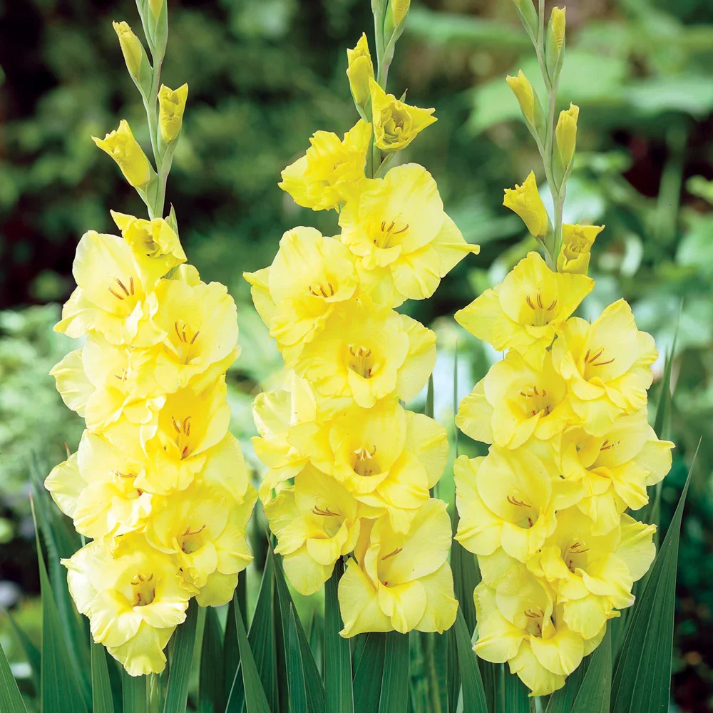 Gladiolus Strong Gold - Image 2