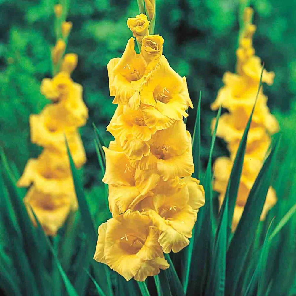 Gladiolus Strong Gold - Image 4
