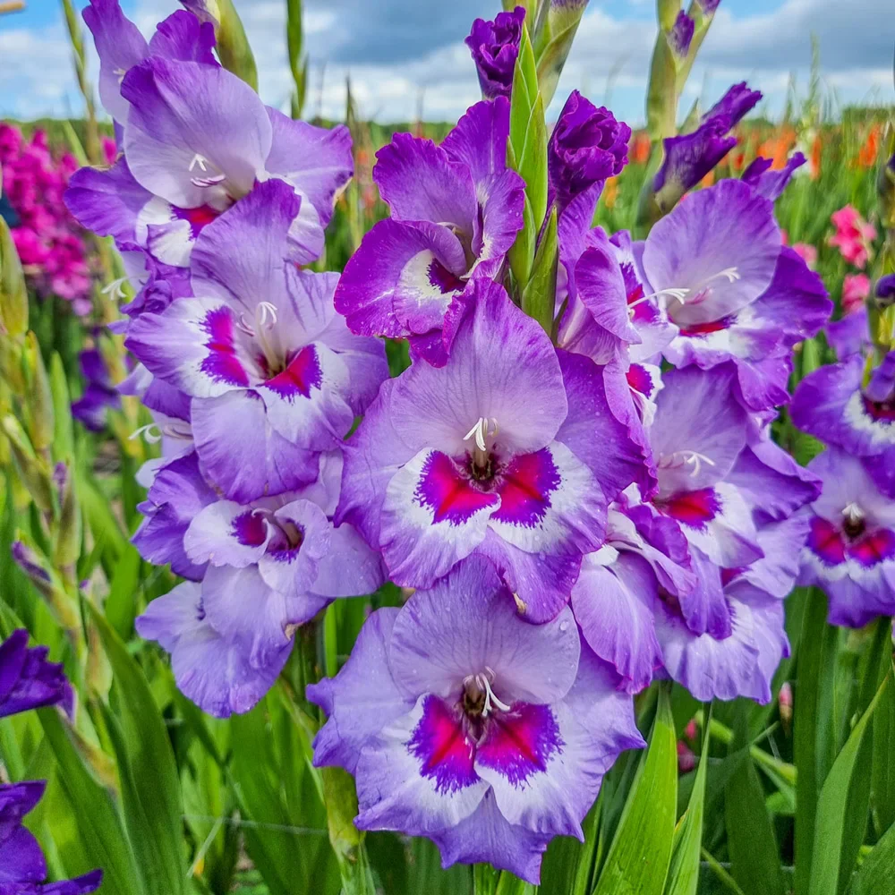 Gladiolus Vista